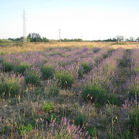 Appartamento Dujlovic *