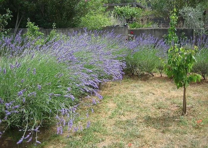 Dujlovic Privlaka (Zadar)